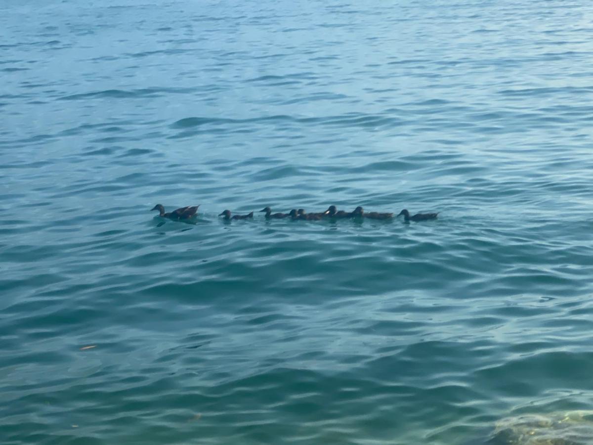 קסטלנואובו דל גארדה 10 Minuti Dal Lago Di Garda E Da Gardaland מראה חיצוני תמונה
